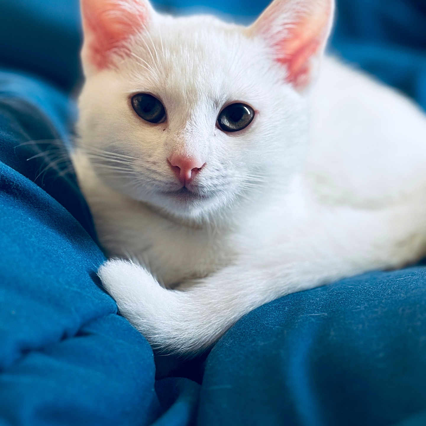 Princesse