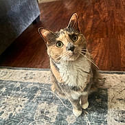 Sprocket is registered to the contest to win money with this photo: animal, calico, cat, couch, curious, cute, domestic, ears, eyes, feline, floor, fur, indoor, living_room, looking_up, pet, rug, sitting, whiskers, wood_floor