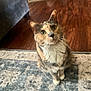 animal, calico, cat, couch, curious, cute, domestic, ears, eyes, feline, floor, fur, indoor, living_room, looking_up, pet, rug, sitting, whiskers, wood_floor