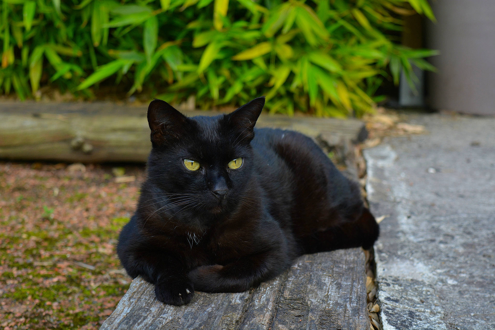 Hélios a rejoint le concours — aidez-le/la à gagner de superbes lots ! black_cat, bombay, carnivore, cat, domestic_short_haired_cat, felidae, fur, grass, groundcover, plant, road_surface, sitting, small_to_medium_sized_cats, snout, tail, terrestrial_animal, tree, whiskers, wildlife
