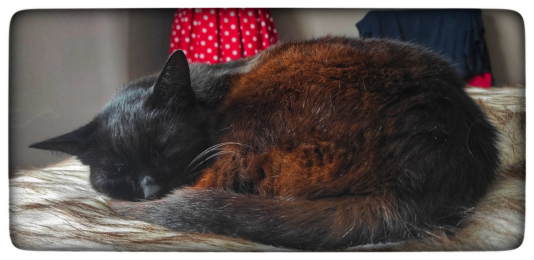 Hélios a rejoint le concours — aidez-le/la à gagner de superbes lots ! black_cat, carnivore, cat, cat_supply, claw, comfort, domestic_short_haired_cat, felidae, fur, nap, photography, rectangle, sleep, small_to_medium_sized_cats, snout, tail, terrestrial_animal, whiskers