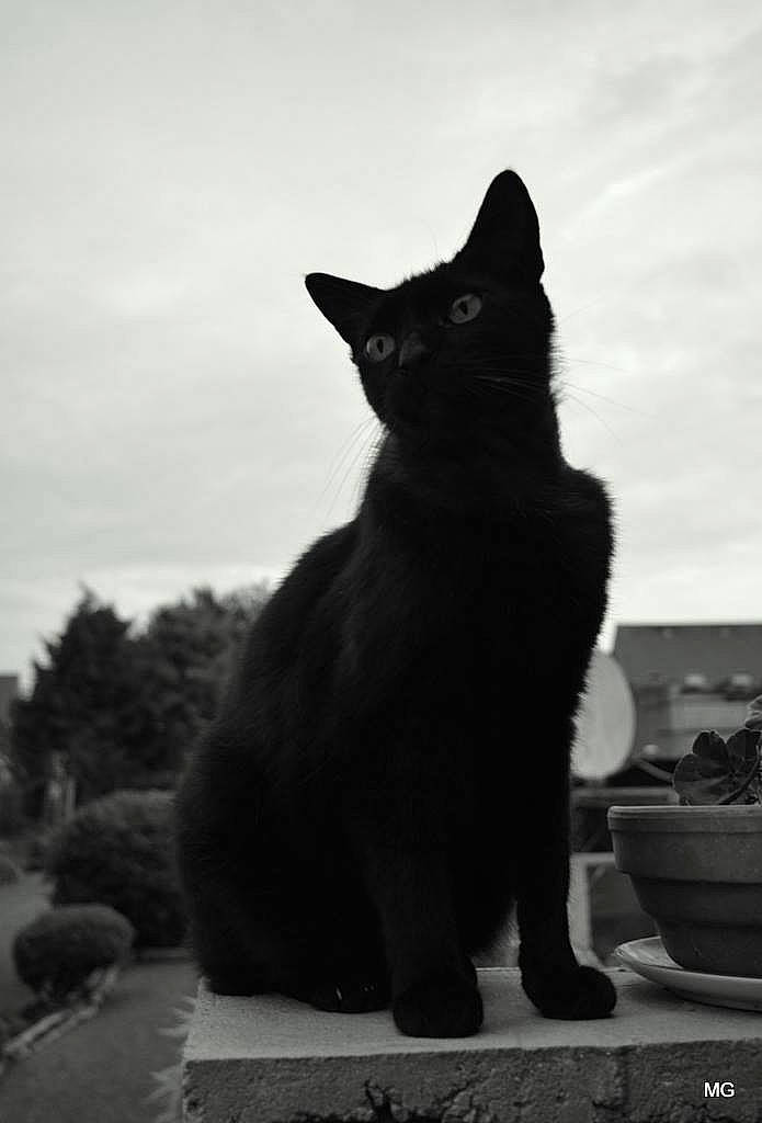 Hélios a rejoint le concours — aidez-le/la à gagner de superbes lots ! black_and_white, black_cat, bombay, carnivore, cat, felidae, flowerpot, grey, monochrome, monochrome_photography, plant, sky, small_to_medium_sized_cats, snout, style, tail, tints_and_shades, tree, whiskers, window