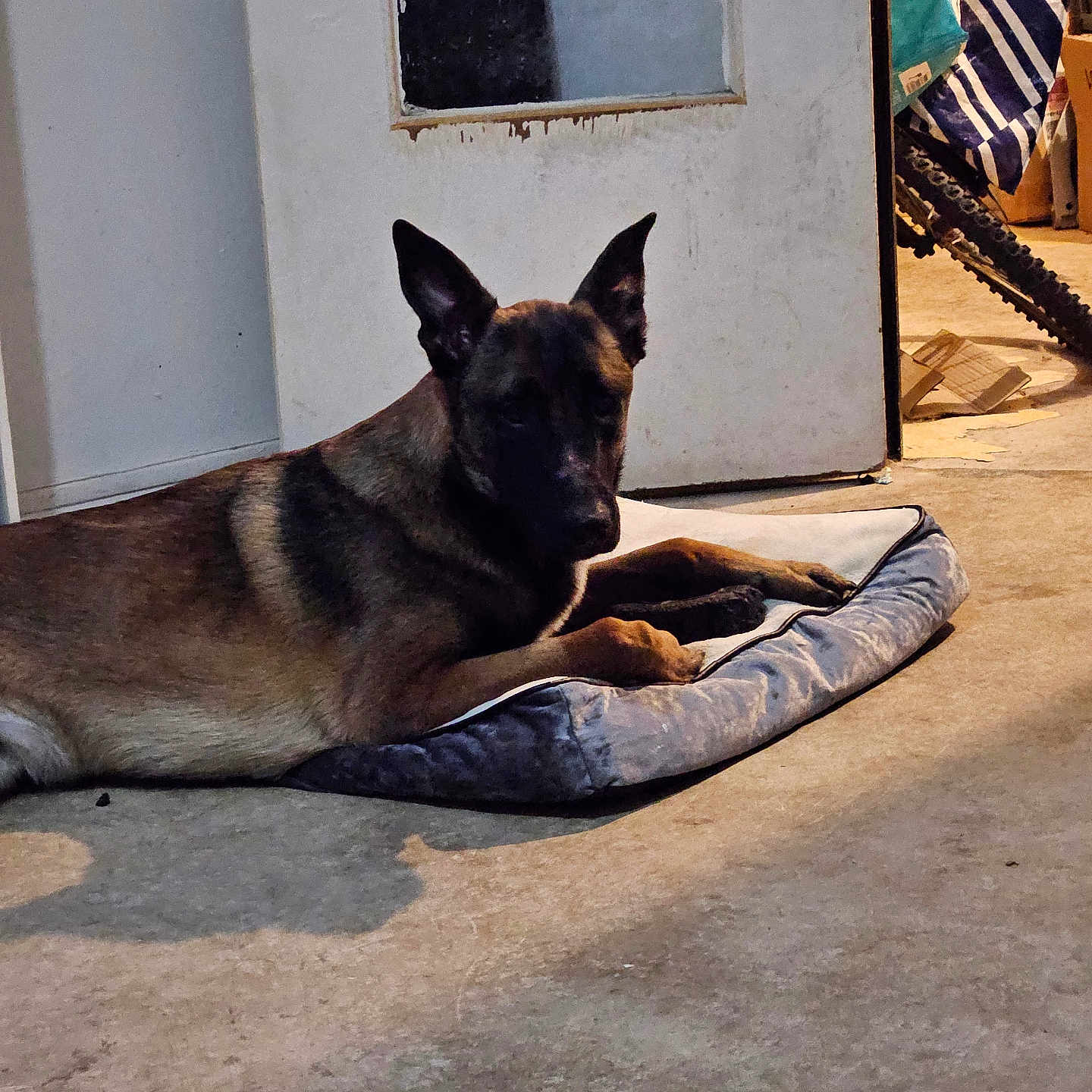 Taïko a rejoint le concours — aidez-le/la à gagner de superbes lots ! accessories, animal, bag, canine, cat, dog, dogbed, germanshepherd, handbag, hound, mat, pet, policedog, puppy