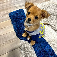 Teddy is registered to the contest to win money with this photo: adorable, animal, blue_rug, clothing, collar, cute, dog, domestic_animal, ears, floor, fur, indoor, looking_up, pet, puppy, rug, small_dog, white_rug, wooden_floor, young_dog