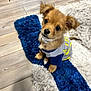 adorable, animal, blue_rug, clothing, collar, cute, dog, domestic_animal, ears, floor, fur, indoor, looking_up, pet, puppy, rug, small_dog, white_rug, wooden_floor, young_dog
