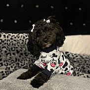 Luna joined the competition — help win amazing prizes! black_dog, blanket, bows, clothing, couch, cow_print, cozy, curly_coat, cute, dog, fashion, fluffy, home, indoor, outfit, patterned_background, pet, portrait, puppy, sitting