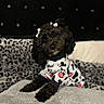 dog, puppy, pet, black_dog, curly_coat, cow_print, outfit, clothing, bows, cute, portrait, sitting, blanket, couch, indoor, home, cozy, patterned_background, fluffy, fashion
