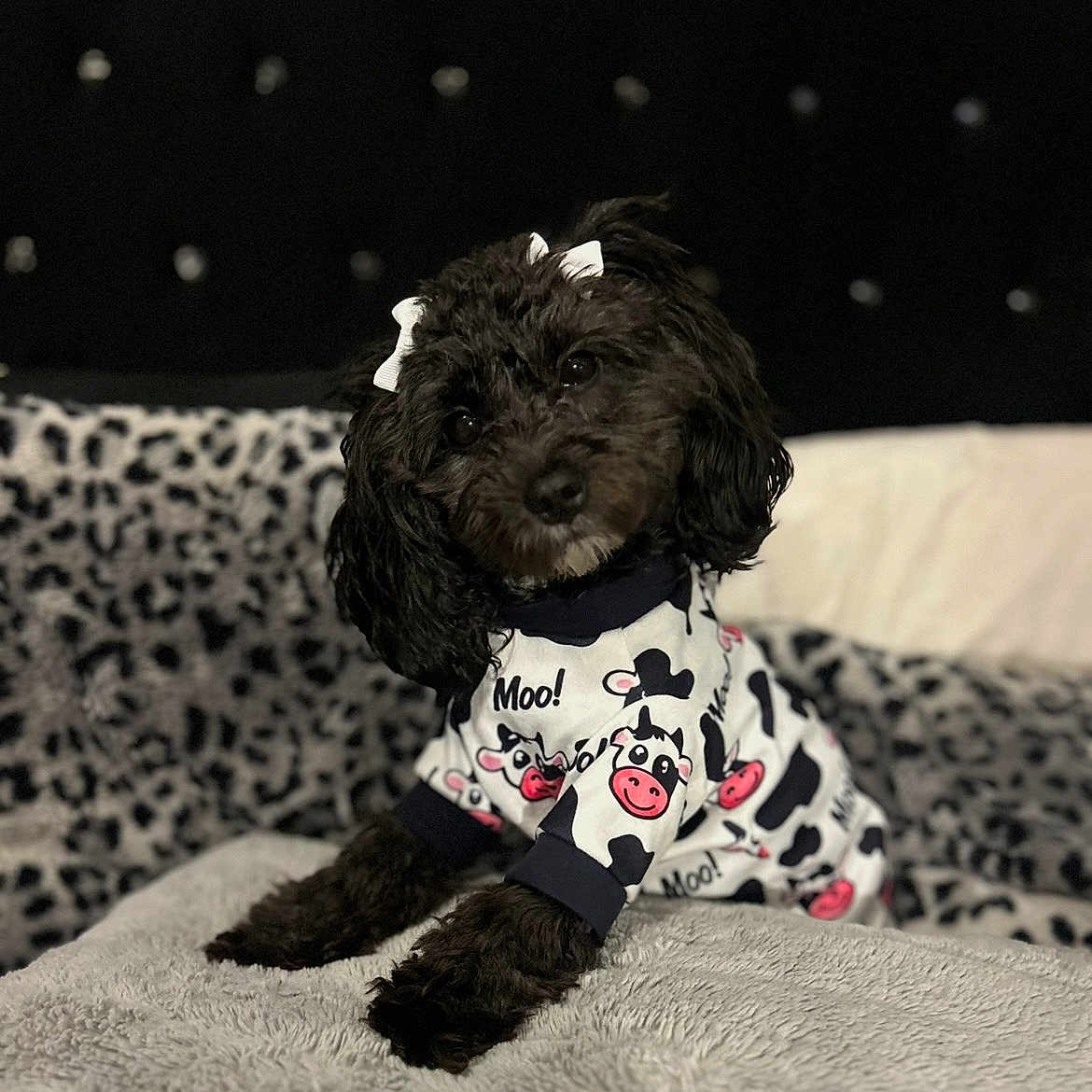 Luna joined the competition — help win amazing prizes! black_dog, blanket, bows, clothing, couch, cow_print, cozy, curly_coat, cute, dog, fashion, fluffy, home, indoor, outfit, patterned_background, pet, portrait, puppy, sitting