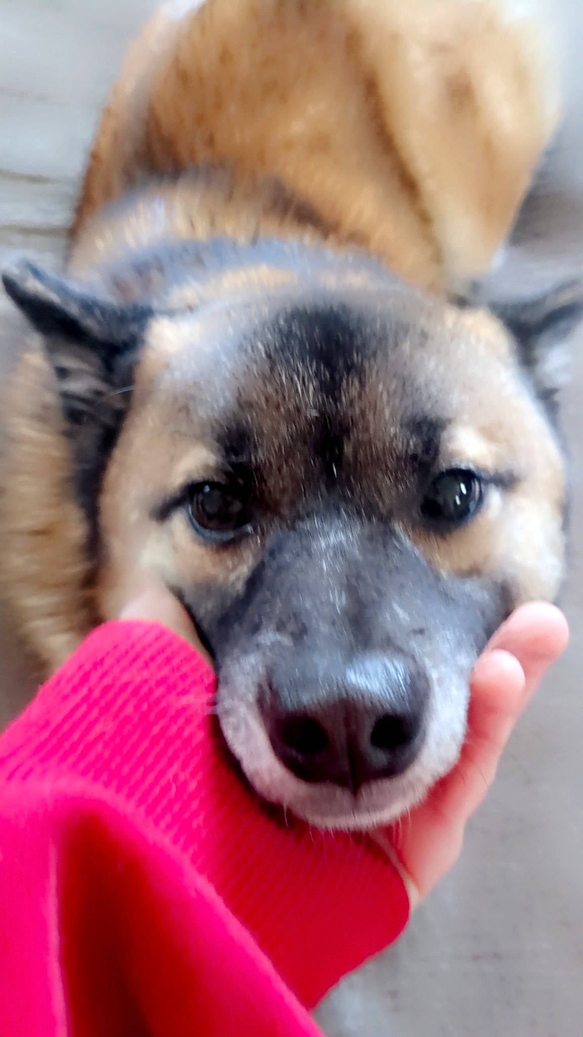 Willow is registered to the contest to win money with this photo: ancient_dog_breeds, canidae, carnivore, collar, companion_dog, dog, dog_breed, fawn, fur, german_shepherd_dog, jaw, paw, puppy, snout, sporting_group, street_dog, terrestrial_animal, whiskers, working_animal, working_dog