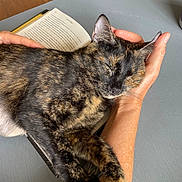 Tango joined the competition — help win amazing prizes! animal, book, cat, closeup, comfort, cozy, domestic_animal, feline, fur, hand, human, indoor, nap, paw, pet, relaxation, resting, sleeping, table, tortoiseshell