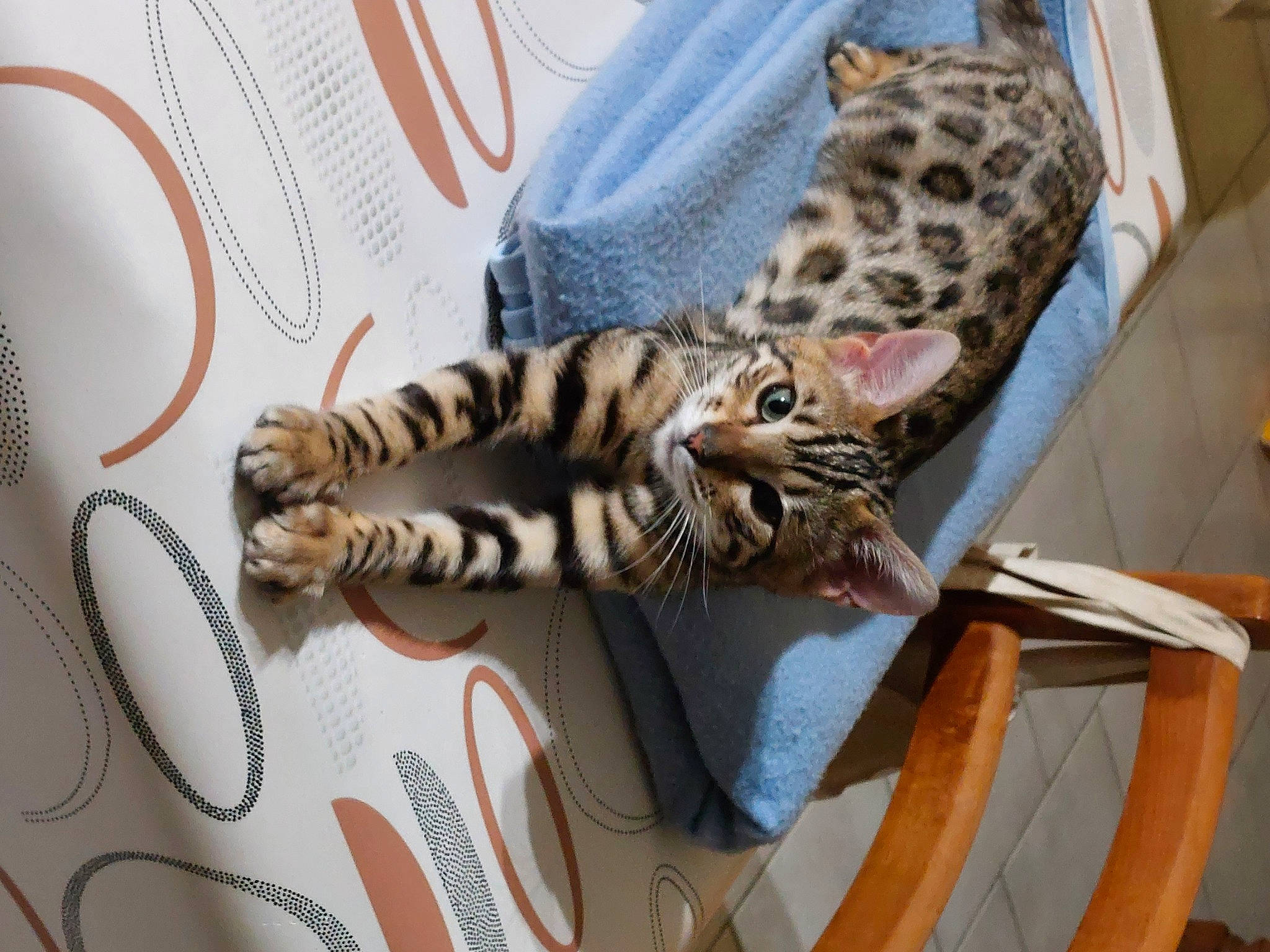 Tessy a rejoint le concours — aidez-le/la à gagner de superbes lots ! big_cats, cable, carnivore, cat, claw, comfort, domestic_short_haired_cat, eyelash, felidae, foot, fur, leopard, paw, small_to_medium_sized_cats, snout, tail, terrestrial_animal, toy, whiskers, wire