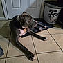 animal, boxer, bucket, bulldog, can, canine, dog, door, greatdane, hound, labradorretriever, mat, pet, pitbull, pointer, puppy, slate, tile, tin, trashcan