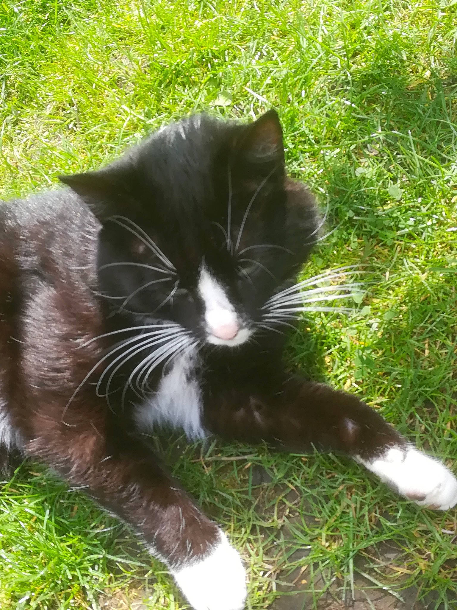 Loulou participe au concours pour gagner de l'argent avec cette photo : black_cat, carnivore, cat, claw, dog_breed, domestic_short_haired_cat, eye, felidae, foot, fur, grass, groundcover, paw, plant, small_to_medium_sized_cats, snout, sporting_group, tail, terrestrial_animal, whiskers