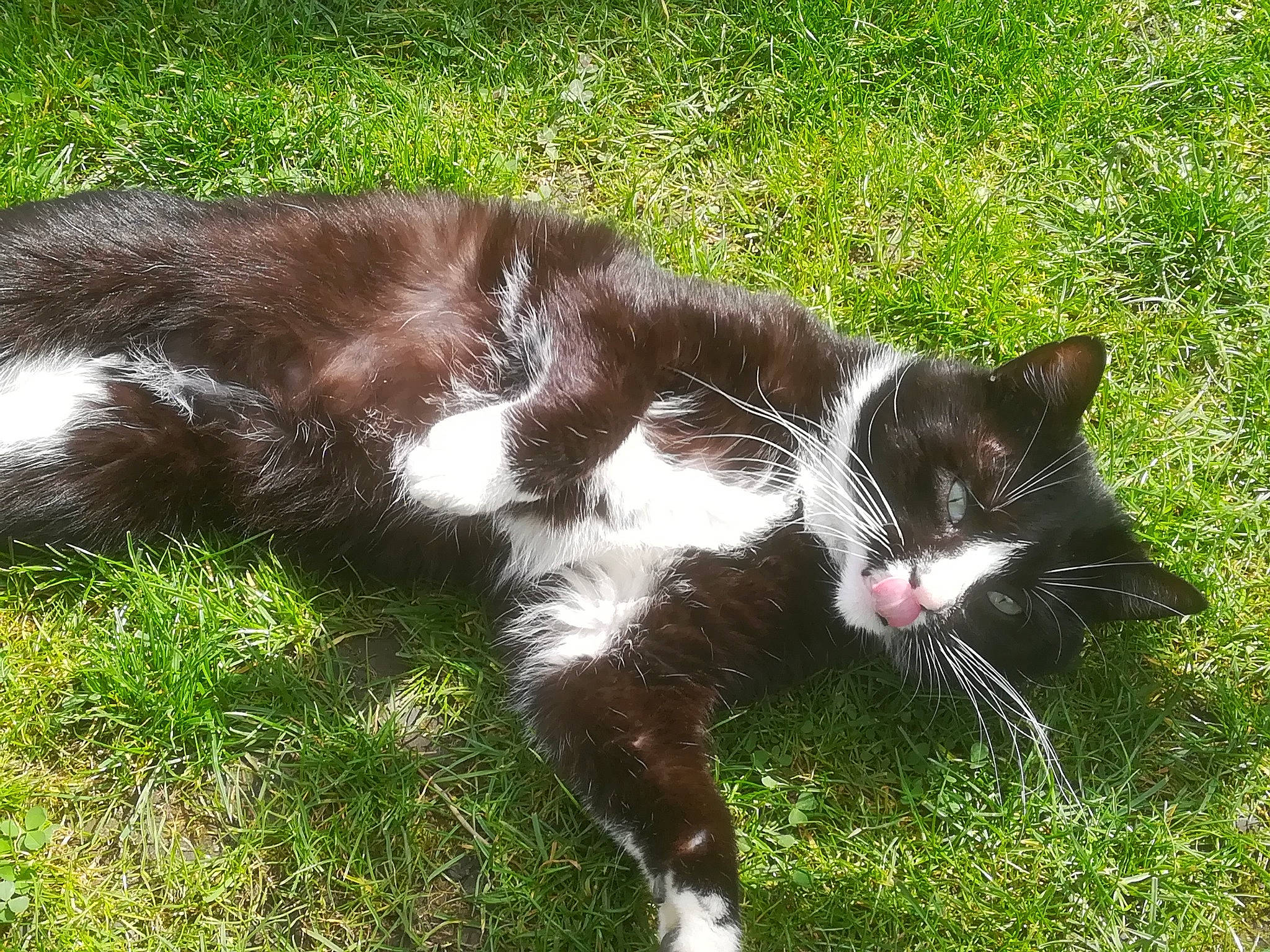 Loulou participe au concours pour gagner de l'argent avec cette photo : carnivore, cat, domestic_short_haired_cat, felidae, fur, grass, groundcover, plant, small_to_medium_sized_cats, snout, sporting_group, tail, terrestrial_animal, whiskers