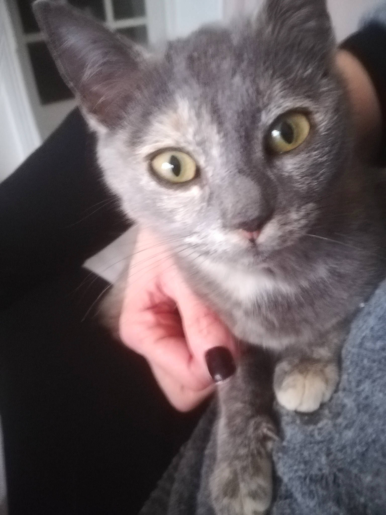 Yoda a rejoint le concours — aidez-le/la à gagner de superbes lots ! carnivore, cat, comfort, domestic_short_haired_cat, ear, eye, felidae, fur, paw, small_to_medium_sized_cats, snout, whiskers