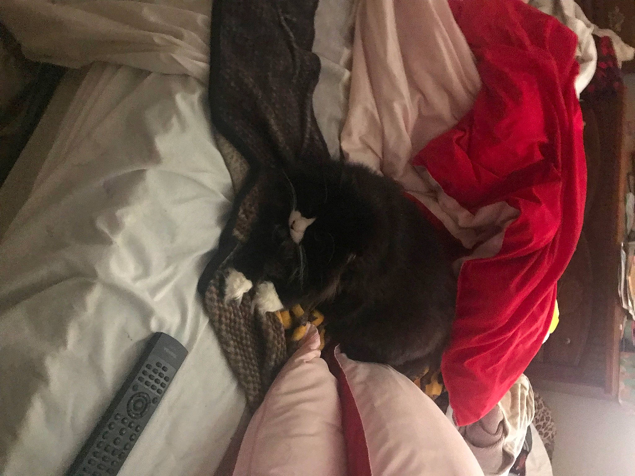 Arthur joined the competition — help win amazing prizes! bat, black_cat, canidae, carmine, carnivore, cat, claw, comfort, companion_dog, dog_breed, domestic_short_haired_cat, felidae, fur, human_leg, linens, room, small_to_medium_sized_cats, sporting_group, tail, whiskers