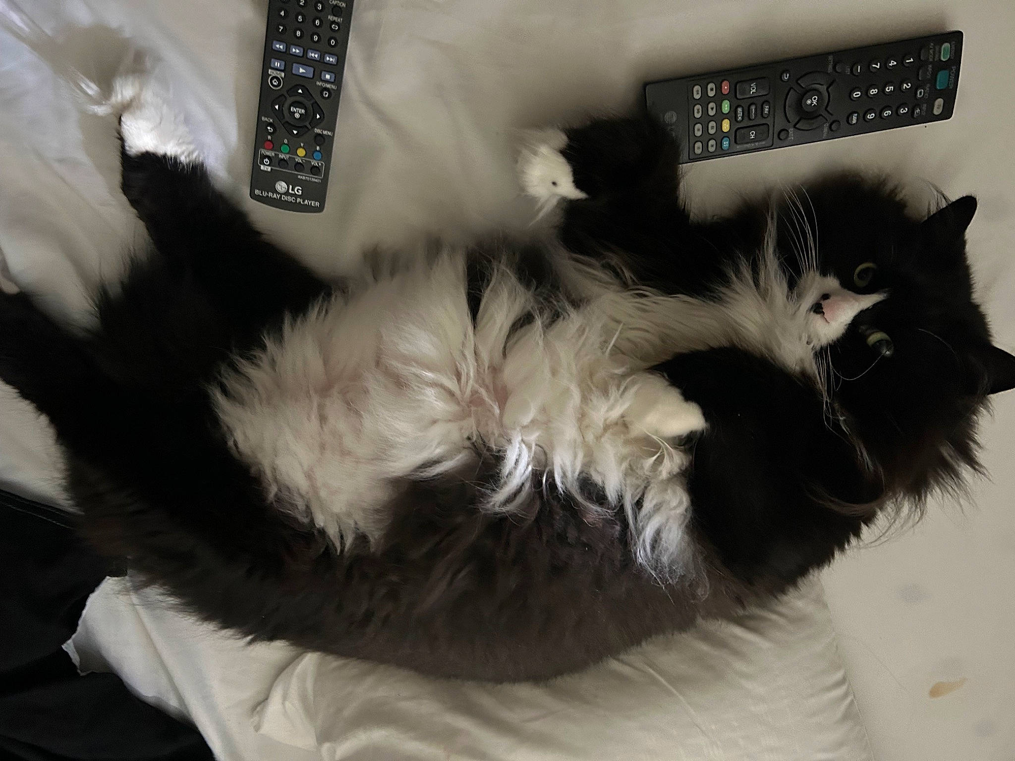 Arthur joined the competition — help win amazing prizes! black_cat, british_longhair, carnivore, cat, cat_bed, claw, comfort, couch, domestic_short_haired_cat, felidae, foot, fur, grey, paw, plant, small_to_medium_sized_cats, snout, tail, whiskers