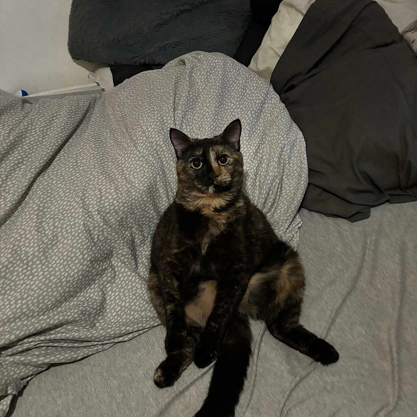 Ayla