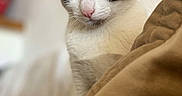 Bloom participe au concours pour gagner de l'argent avec cette photo : animal, blanket, blue_eyes, brown, cat, close_up, cozy, cute, domestic_animal, ears, face, feline, indoor, looking, pet, pink_nose, portrait, soft_fur, whiskers, white