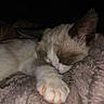 Bloom participe au concours pour gagner de l'argent avec cette photo : cat, sleeping, paw, fur, blanket, cozy, resting, cute, animal, pet, closeup, indoor, feline, soft, relaxed, whiskers, ears, nap, comfort, peaceful