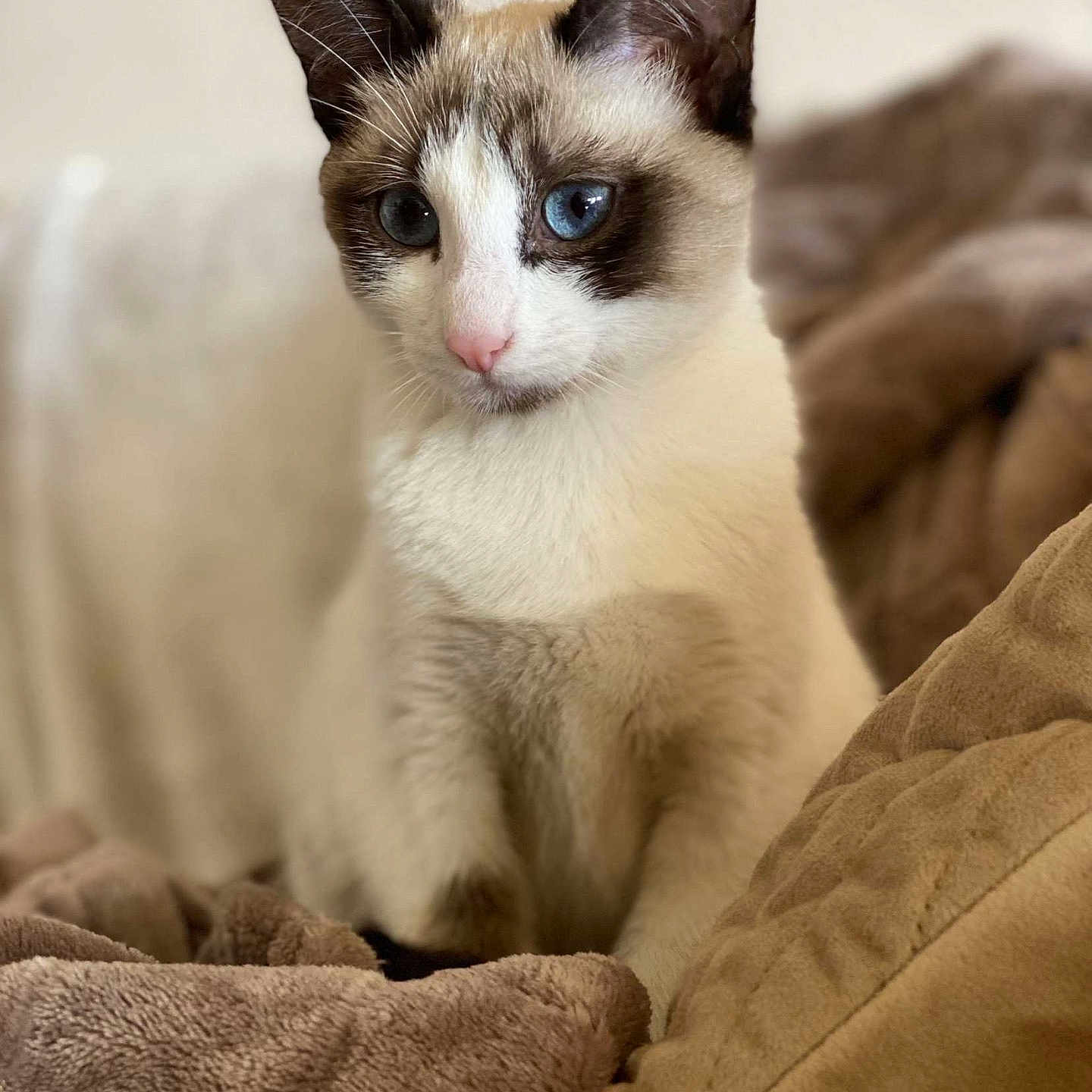Bloom participe au concours pour gagner de l'argent avec cette photo : cat, blue_eyes, close_up, white_fur, brown_fur, pet, animal, indoor, blanket, soft_texture, cozy, fur, cute, domestic_animal, whiskers, ears, sitting, looking, curious, young_cat