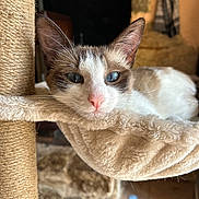 Bloom participe au concours pour gagner de l'argent avec cette photo : cat, blue_eyes, scratching_post, plush_hammock, fur, indoor, pet, relaxed, close_up, whiskers, pink_nose, resting, cozy, soft_texture, animal, feline, home_interior, stone_wall, sunlight, quiet