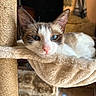 cat, blue_eyes, scratching_post, plush_hammock, fur, indoor, pet, relaxed, close_up, whiskers, pink_nose, resting, cozy, soft_texture, animal, feline, home_interior, stone_wall, sunlight, quiet
