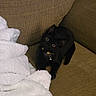 animal, bell, black_cat, blanket, brown_furniture, collar, couch, cozy, curious, cute, domestic_cat, feline, fur, home, indoor, kitten, pet, relaxing, whiskers, young_cat