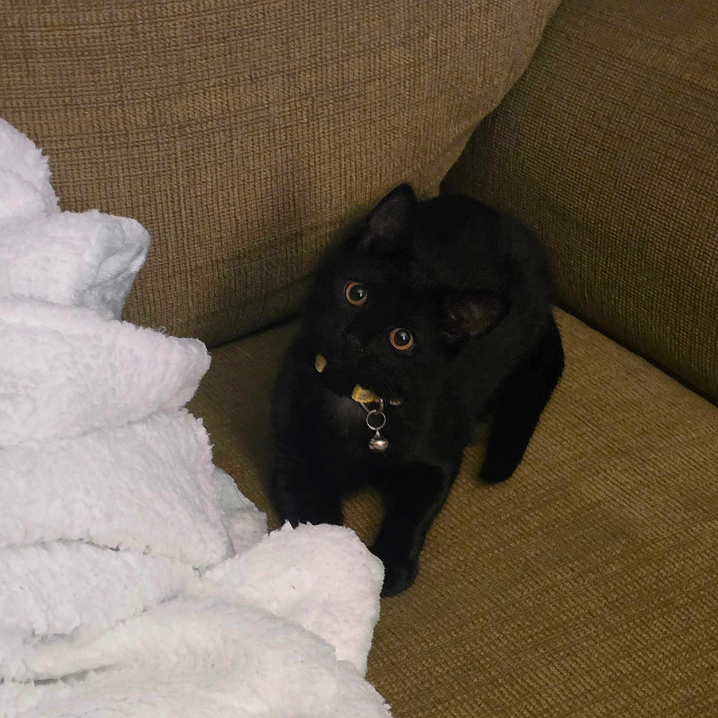 Pumpkin joined the competition — help win amazing prizes! animal, bell, black_cat, blanket, brown_furniture, collar, couch, cozy, curious, cute, domestic_cat, feline, fur, home, indoor, kitten, pet, relaxing, whiskers, young_cat