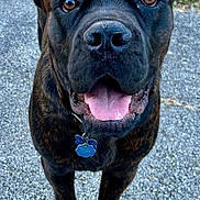 Ragnar joined the competition — help win amazing prizes! dog, brindle, canine, pet, outdoor, grass, path, tongue_out, ears_up, happy, animal, muzzle, collar, tag, walking, friendly, closeup, brown, black, portrait