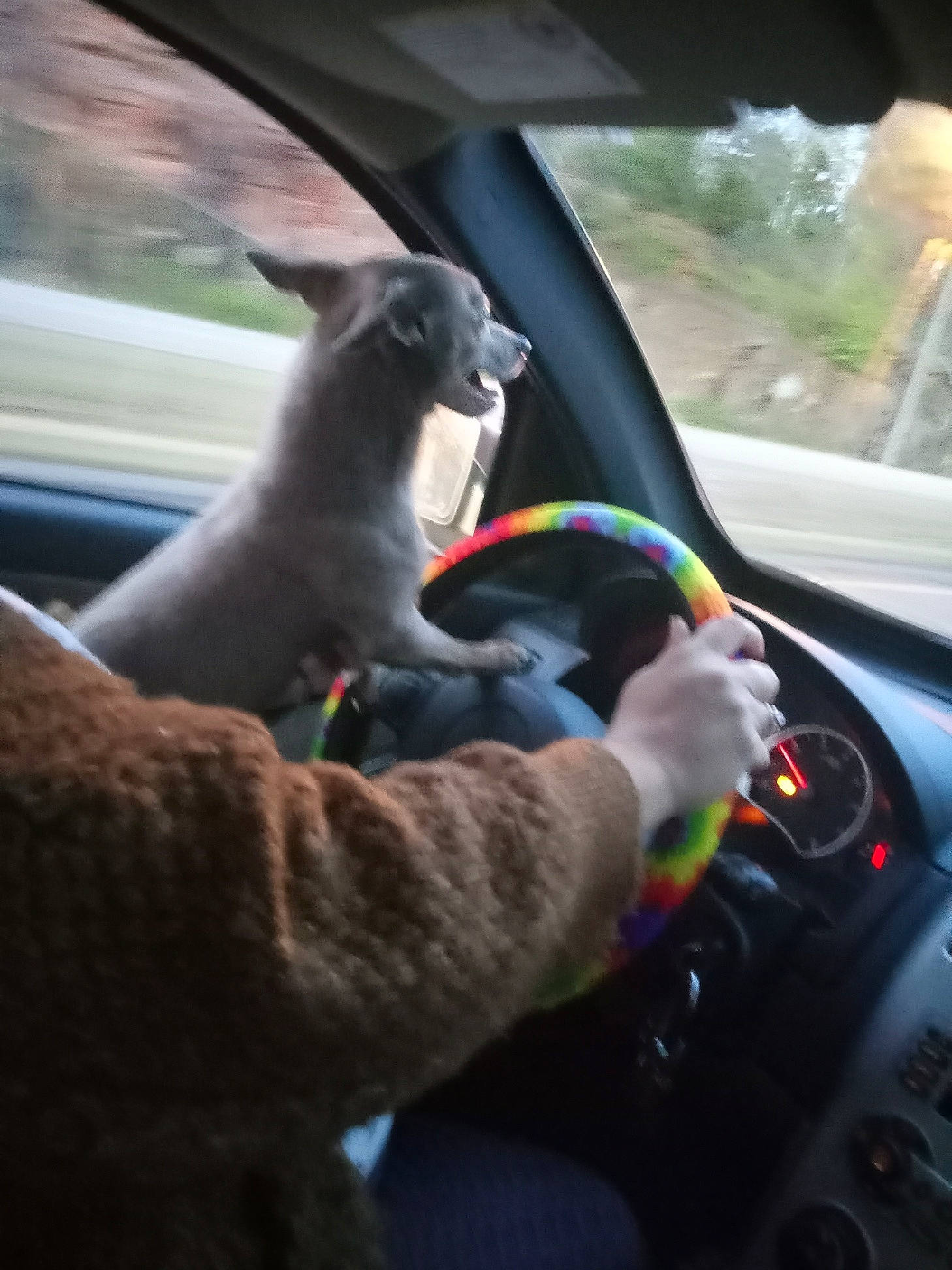 Baby Shark is registered to the contest to win money with this photo: auto_part, automotive_design, automotive_exterior, automotive_lighting, automotive_mirror, automotive_window_part, car, carnivore, family_car, fawn, glass, mode_of_transport, motor_vehicle, personal_luxury_car, rear_view_mirror, steering_part, steering_wheel, vehicle, vehicle_door, windshield