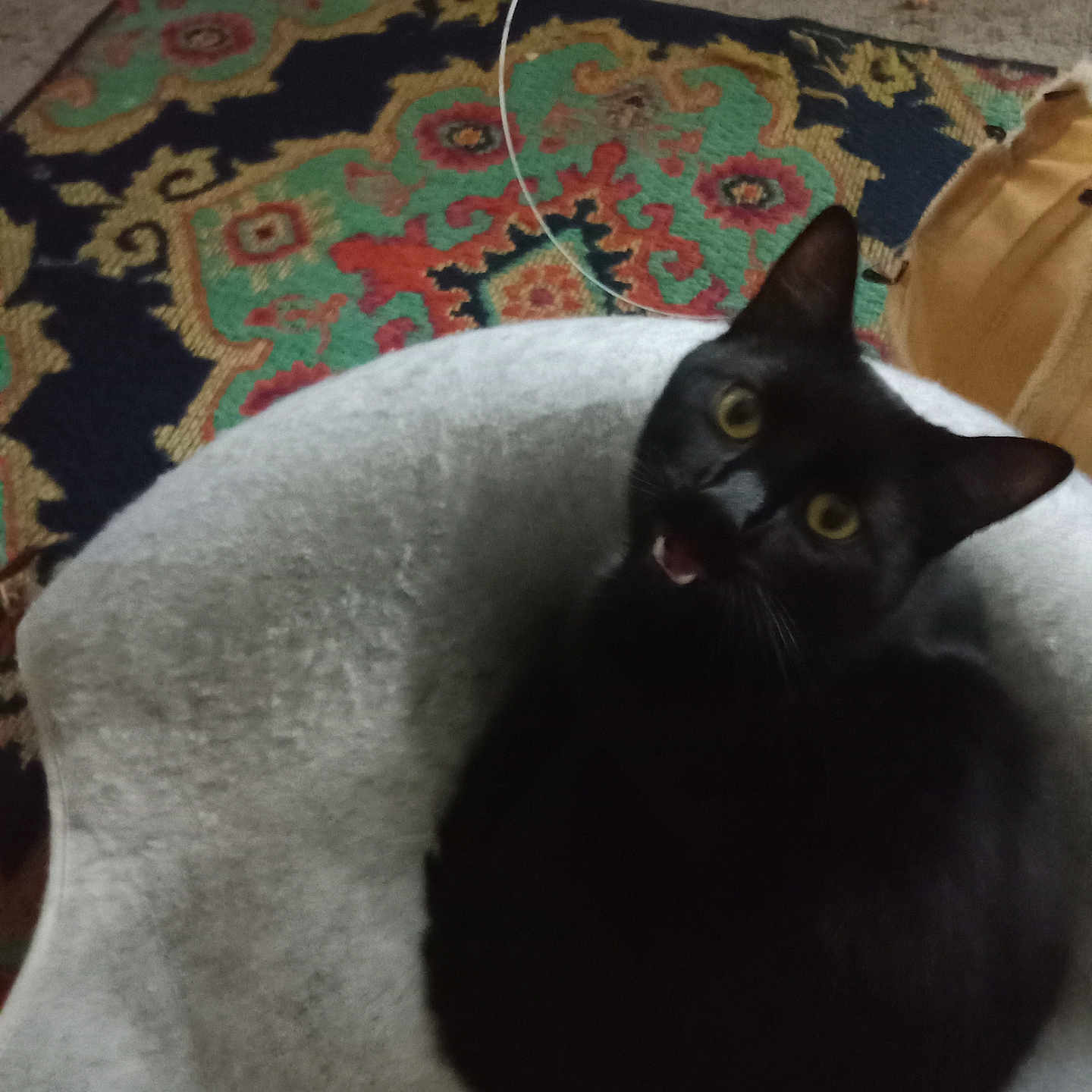 Shadow joined the competition — help win amazing prizes! animal, black_cat, cardboard_box, carpet, cat_bed, cozy, curled_up, cute, domestic_cat, feline, floor, fur, indoor, looking_up, mouth_open, patterned_rug, pet, resting, soft_texture, wide_eyes