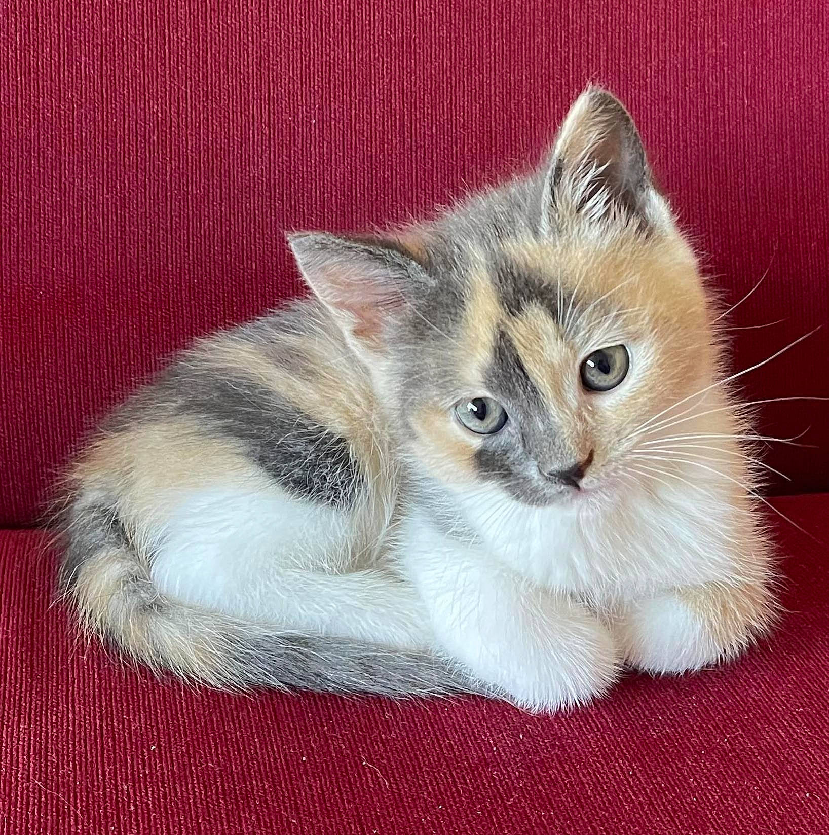 Isis a rejoint le concours — aidez-le/la à gagner de superbes lots ! carnivore, cat, cat_supply, claw, domestic_short_haired_cat, felidae, fur, paw, photo_caption, small_to_medium_sized_cats, snout, tail, whiskers