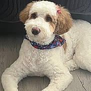 Lucy joined the competition — help win amazing prizes! dog, puppy, fluffy, white, brown, bandana, hair_bow, floor, wooden_floor, pet, animal, cute, domestic_animal, indoor, laying_down, fur, ears, nose, eyes, portrait