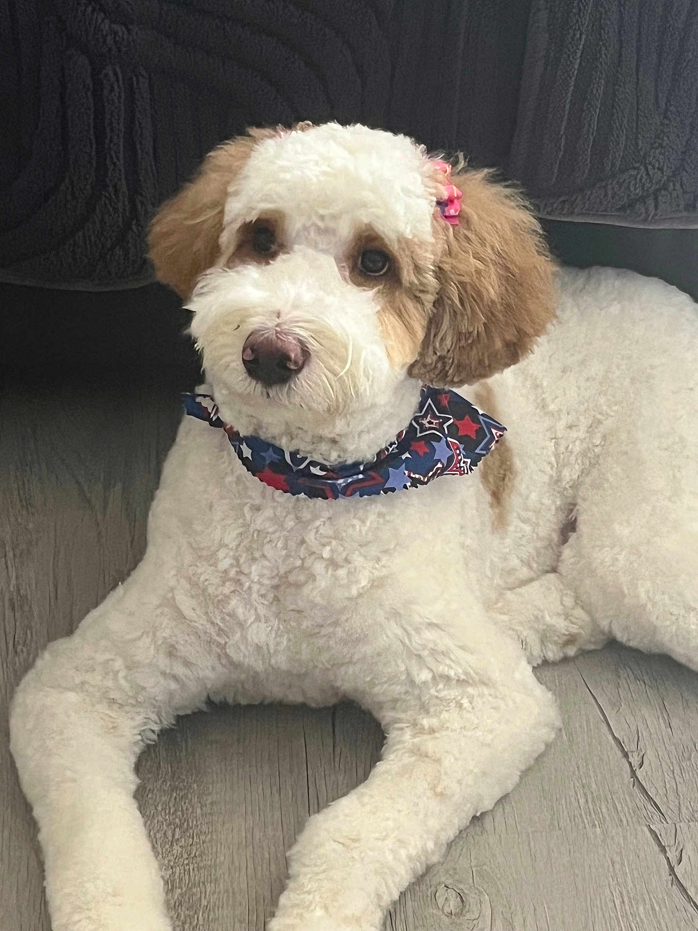 Lucy joined the competition — help win amazing prizes! dog, puppy, fluffy, white, brown, bandana, hair_bow, floor, wooden_floor, pet, animal, cute, domestic_animal, indoor, laying_down, fur, ears, nose, eyes, portrait