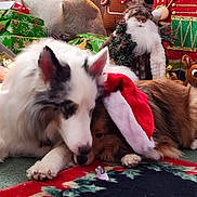 Gazoo And Gidgee joined the competition — help win amazing prizes! dog, santa_hat, christmas, holiday, decorations, gifts, carpet, snuggling, cozy, festive, stuffed_toy, indoor, animal, friendship, fur, relaxed, christmas_tree, seasonal, celebration, winter