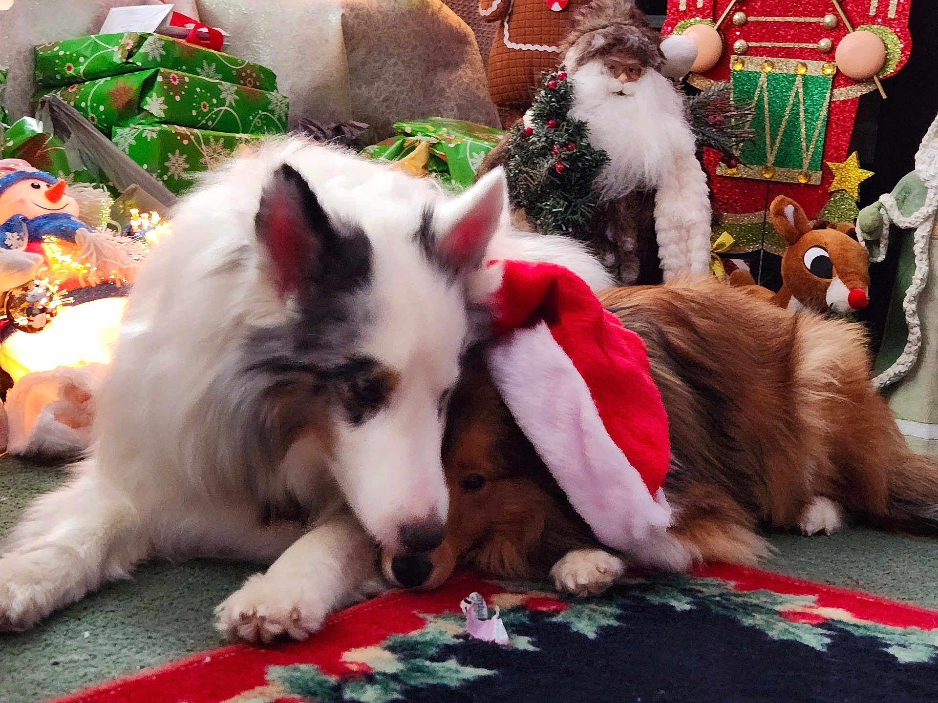 Gazoo And Gidgee joined the competition — help win amazing prizes! dog, santa_hat, christmas, holiday, decorations, gifts, carpet, snuggling, cozy, festive, stuffed_toy, indoor, animal, friendship, fur, relaxed, christmas_tree, seasonal, celebration, winter
