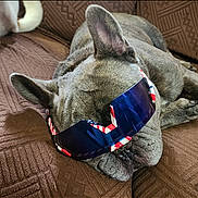 Stitch joined the competition — help win amazing prizes! dog, french_bulldog, sunglasses, sleeping, brown_couch, indoor, pet, close_up, relaxed, nap, ear, snout, fur, comfort, home, resting, animal, accessory, portrait, cute