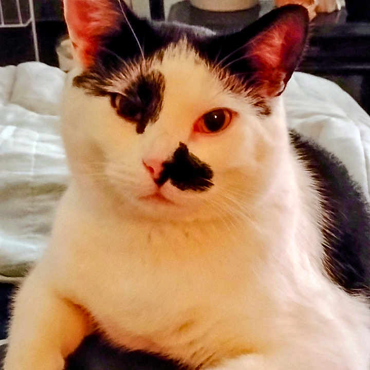 Buddy is registered to the contest to win money with this photo: animal, black_and_white, cat, closeup, cute, ears, face, feline, fur, home, indoor, leather, leaves, michael_kors, pet, plant, portrait, relaxed, resting, whiskers