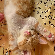 Sunshine is registered to the contest to win money with this photo: kitten, cat, sleeping, fluffy, orange, white, paw, pink_nose, relaxed, cute, animal, pet, feline, closeup, indoor, cozy, soft, resting, young_cat, bed