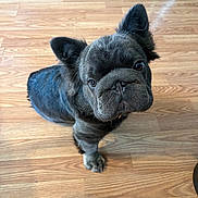 Romeo is registered to the contest to win money with this photo: animal, background, brown_floor, canine, companion, curious, cute, dog, domestic, ears, expression, flooring, fur, home, indoor, looking_up, mop, pet, small_dog, wooden_floor
