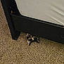 cat, bed, bed_frame, carpet, floor, peeking, whiskers, curious, indoor, animal, pet, black_and_orange_cat, feline, home, furniture, cute, eyes, playful, hidden, cozy