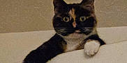 Skeeter is registered to the contest to win money with this photo: cat, calico, pet, animal, curious, paws, indoor, feline, looking, white_paw, ears, whiskers, face, eyes, close_up, resting, playful, fur, mammal, domestic