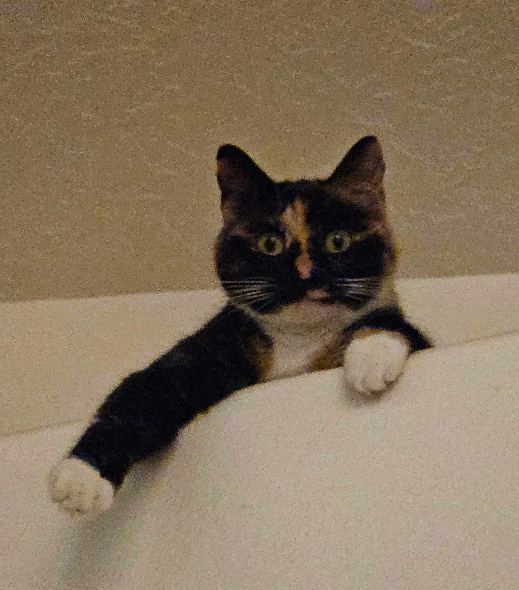 Skeeter is registered to the contest to win money with this photo: cat, calico, pet, animal, curious, paws, indoor, feline, looking, white_paw, ears, whiskers, face, eyes, close_up, resting, playful, fur, mammal, domestic