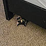 Skeeter is registered to the contest to win money with this photo: cat, tortoiseshell, peeking, bed_frame, carpet, indoor, curious, animal, pet, feline, eyes, black, orange, whiskers, floor, home, hidden, cute, playful, resting