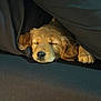 dog, puppy, golden_retriever, sleeping, cozy, blanket, paw, indoor, cute, pet, fur, resting, animal, nap, adorable, soft, comfort, relaxation, young_dog, domestic_animal