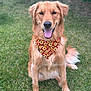 dog, golden_retriever, bandana, sunflower_pattern, pet, animal, grass, outdoor, happy, tongue_out, sitting, fur, canine, nature, summer, smiling, friendly, portrait, cute, playful
