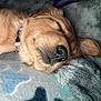 dog, puppy, sleeping, golden_retriever, nose, fur, collar, blanket, cozy, rest, cute, pet, animal, closeup, soft, relaxation, indoors, cuddly, peaceful, snout