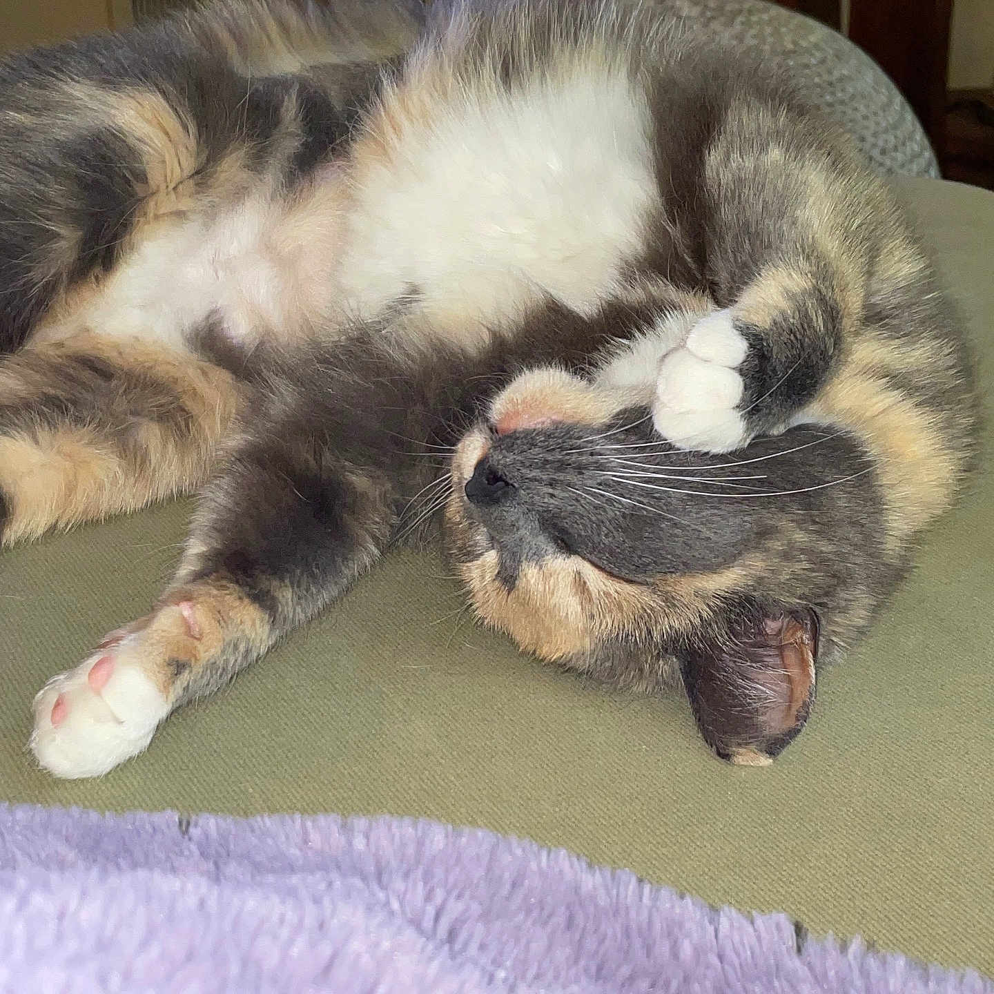 Paisley is registered to the contest to win money with this photo: cat, feline, pet, sleeping, relaxed, paw, fur, close_up, indoor, blanket, soft, cute, whiskers, pink_paw_pads, resting, animal, domestic, cozy, tabby, calico