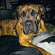 Twix is registered to the contest to win money with this photo: dog, brindle, pet, canine, bed, blanket, indoor, animal, resting, furniture, muzzle, ears, fur, paw, collar, domestic, portrait, looking_at_camera, household, relaxed